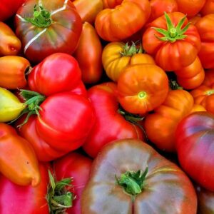 A Year of Making Tomatoes