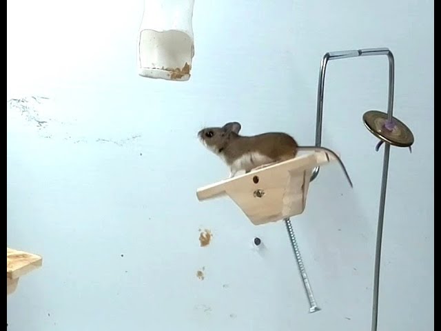 Mouse Mid Jump Jumping Mouse