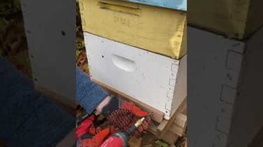 Make a Smaller Bee Hive Entrance for winter #shorts
