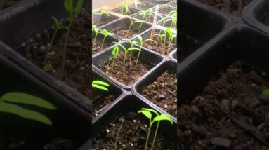 Tomato Time Lapse