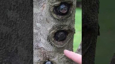 Fix a Tree Update 12 Years later, It Worked! #shorts