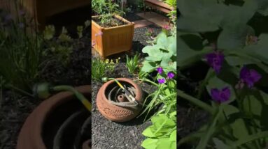 Make Garden Stakes #shorts