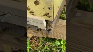 Opening a New Bee Hive & Reducing the Opening #shorts