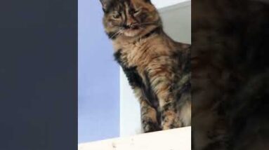 YOU WON'T BELIEVE what my cat did when I made this DIY scratching post for her lol 😸😻😹