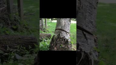 Greenworks Pro 80V 18" Chainsaw One Charge Battery Test #shorts