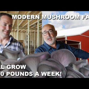 Modern Mushroom Farm Will Grow 1000 Pounds a WEEK!