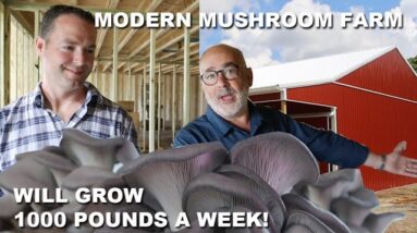 Modern Mushroom Farm Will Grow 1000 Pounds a WEEK!