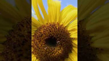 Holding up a Sunflower #Shorts