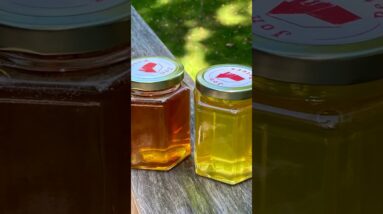 2022 Fall Honey Harvest - Spinning the Dark