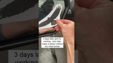 How to keep a bird from Pooping on your Truck / Car
