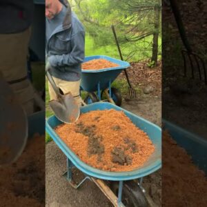 Make Grass Seed Germinate and Grow Fast #shorts