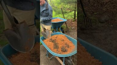 Make Grass Seed Germinate and Grow Fast #shorts