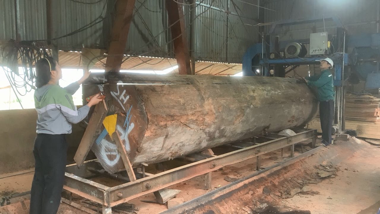 The Process Of Sawing A Super Large Tree Many Years Old // Modern ...