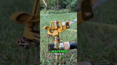 Make Grass Seed Grow in 7 Days