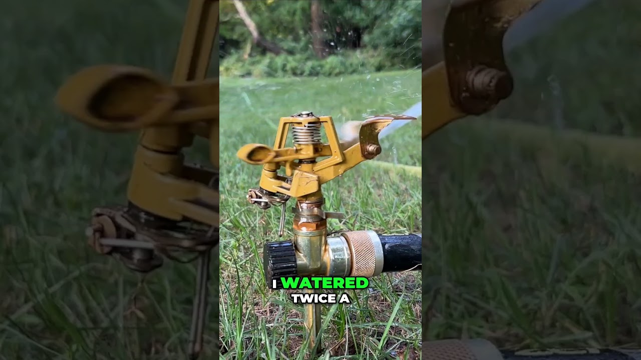 Make Grass Seed Grow In 7 Days