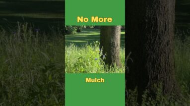 No More Mulch, I'm replacing Mulch with Wild Flowers