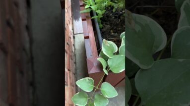 7 Degree Bevel = Small Detail that Makes a Big Difference - Woodworking Tip