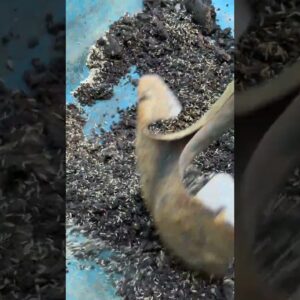 Forgot My Pre-Germinating Grass Seed… Here’s What Happened!