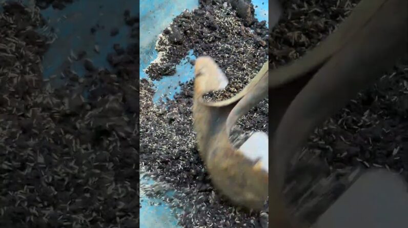 Forgot My Pre-Germinating Grass Seed… Here’s What Happened!