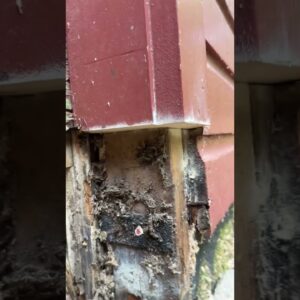 How to Make a Straight & Level Cut with a Multitool