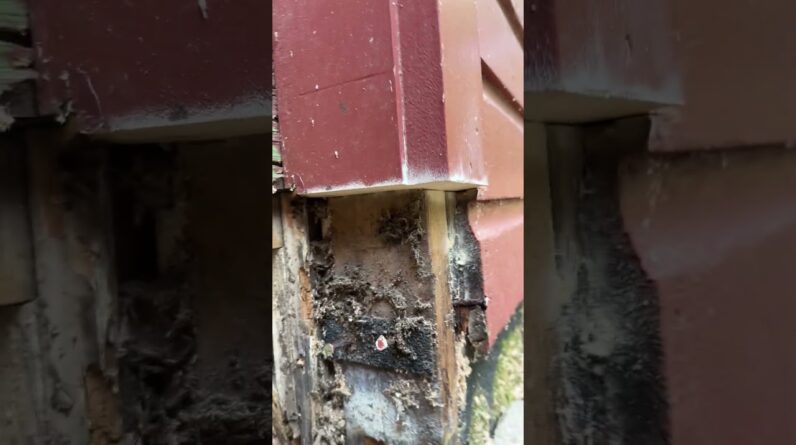 How to Make a Straight & Level Cut with a Multitool