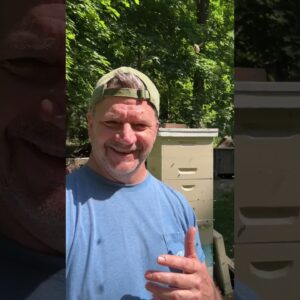 My Bees SWARMED - and I Caught Them!