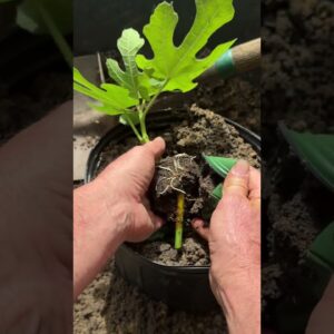 Fig Tree Propagation Success! How to Propagate a Fig Tree