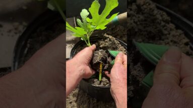 Fig Tree Propagation Success! How to Propagate a Fig Tree