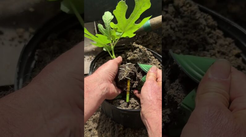 Fig Tree Propagation Success! How to Propagate a Fig Tree