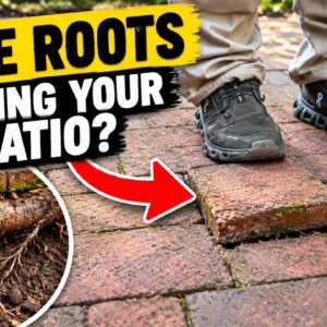 Tree Roots Under Brick Patio